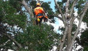 Azar Tree Service