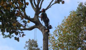 Blankenship's Tree Removal