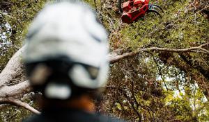 Holston Tree Service