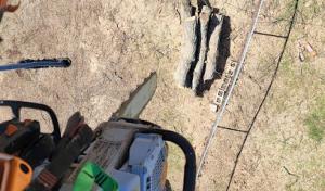 Ground to crown tree care