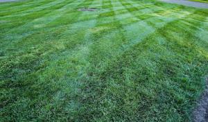 Reveal Lawn Care & Tree Service