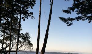 Puget Sound Tree Care
