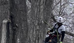 Lawrence Urban Forestry