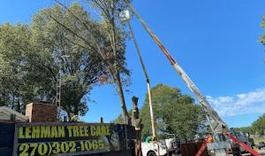 Lehman Tree Care