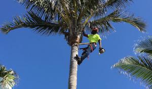 Coleman Lawn & Tree Service