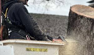 Easystumps Tree Services