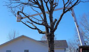 Greenwall & Sons Tree Care