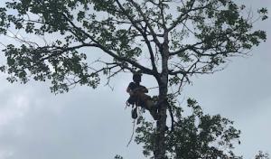 Saunders Tree Service