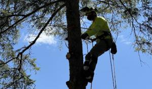 Full Circle Tree Removal
