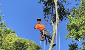 LongView Tree Care