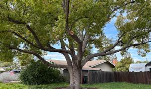 Healthy Roots Arbor Care