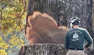 Jericho Tree Service