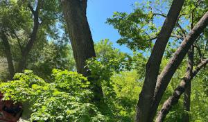 Meadow View Tree Service