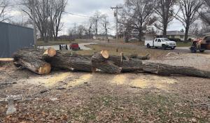 Big Branch Tree Company