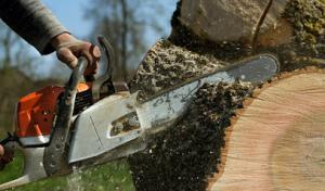 Sierra Mountain Tree Service