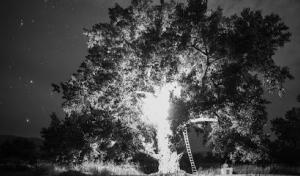 Executive Branch Tree Service