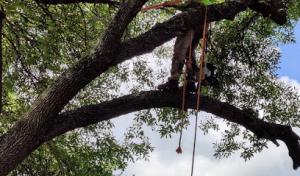 Antonio's Tree Service