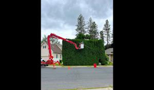AP Tree Service