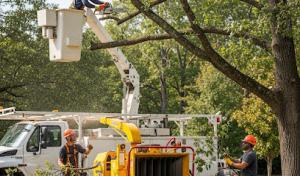 New Horizon Tree Service