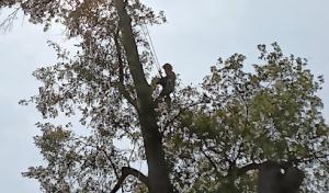 Blue Collar Tree Care