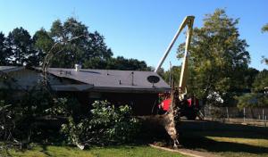 Premier Tree Service