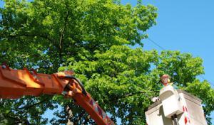 Tree Trimming