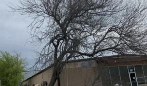 Javier’s Tree Service