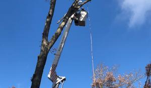 Lake City Tree Service