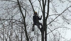 Northern Tree Experts