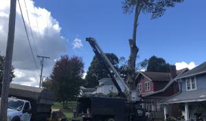 Murphys Affordable Tree Service