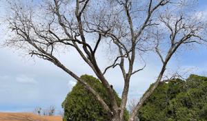 Wichita Falls Tree Care & More