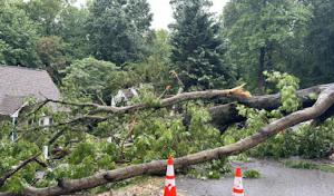 Premier Tree Solutions