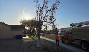 NextLevel Landscape & tree care