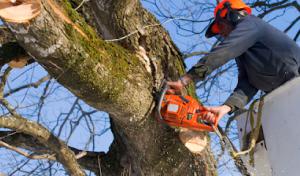 Waite's Tree Service