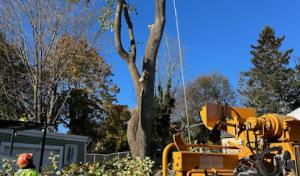 Tree Service Of Metro Boston