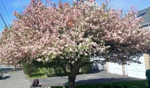 Andrade Tree Service