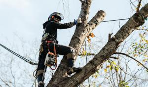 Chippers Tree Service