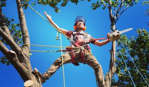 Paul Bunyan Tree Service