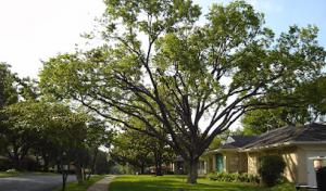 Marchand Environmental