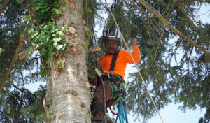 Monkeys Tree Service