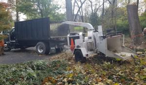 Second Opinion Tree Services