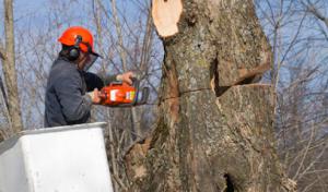 Pegram Tree Service