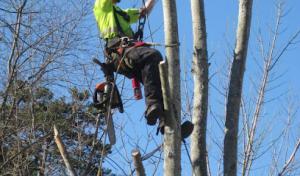 Royce's Tree Service