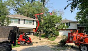 D Arbor Professionals, Tree Service