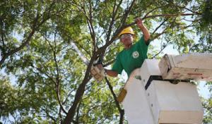 Dragonetti Tree Removal