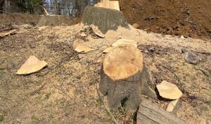 Evergreen Tree & Shrub