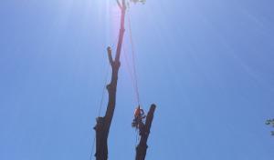 Top Notch Tree Service