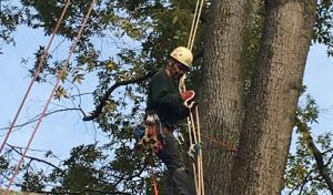 Flores Tree Service