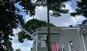 New Way Tree Service