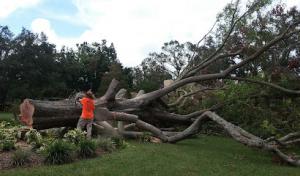 Sharp Cut Tree Service